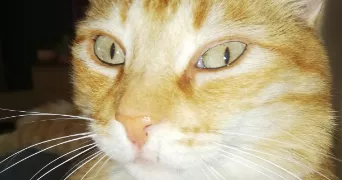 benjamin pet sitter à NARBONNE 11100