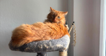 alyséa pet sitter à CLERMONT FERRAND 63000_3
