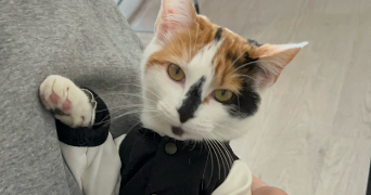 houssain pet sitter à MARSEILLE 05 13005_1