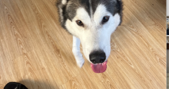 lywenn pet sitter à ROUEN 76000_3