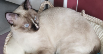 Elodie pet sitter à Lagor 64150_9