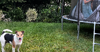 karolina  pet sitter à BAILLY 78870_6