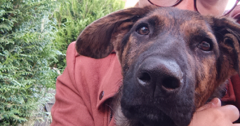 morgane pet sitter à ST VERAIN 58310_0
