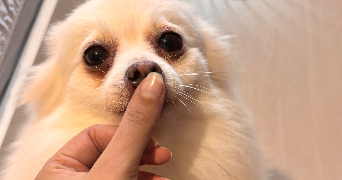 wissal pet sitter à Argenteuil 95100_9