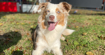rachel pet sitter à MONT ST AIGNAN 76130_4