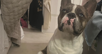 sofia pet sitter à BAGNOLET 93170_2