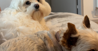 eve pet sitter à MARNAY 70150_1