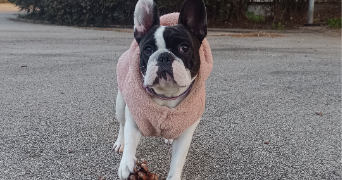 april pet sitter à ISTRES 13800_0