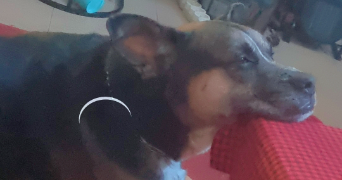 nélia pet sitter à LES ULIS 91940_0