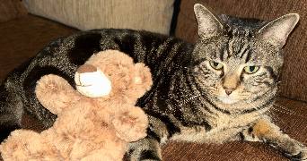 apolline pet sitter à POTIGNY 14420_5