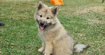 emilie pet sitter à ROUVILLERS 60190_5
