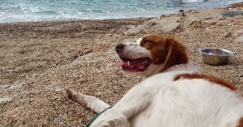 lola pet sitter à VILLARD D HERY 73800_1