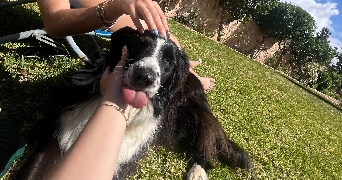 sophie pet sitter à LYON 02 69002_5