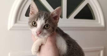 ines pet sitter à BEZIERS 34500_5