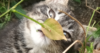 andréa pet sitter à PREMILHAT 03410_0