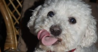 camille pet sitter à ROUEN 76000_0