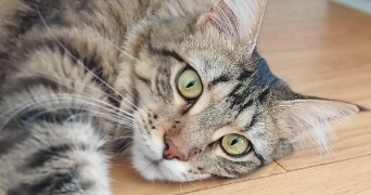 mégane pet sitter à LYON 09 69009_1