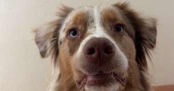 emilie pet sitter à NICE 06000_1