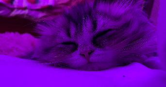 zoya pet sitter à VILLEPINTE 93420_2