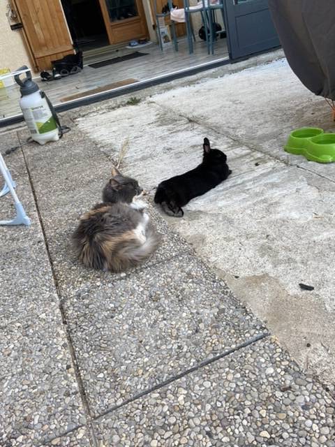 Helen pet sitter à Draveil 91210_8