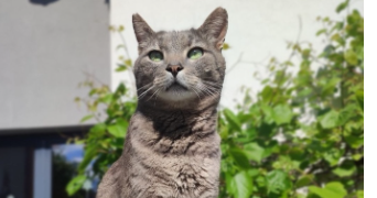 pénélope pet sitter à JOYEUSE 07260_0