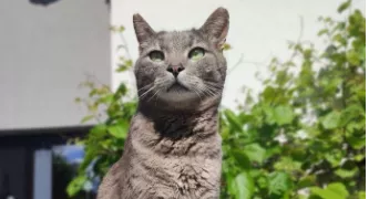 pénélope pet sitter à JOYEUSE 07260