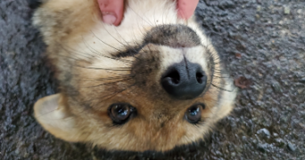 alexandre pet sitter à GRASSE 06130_1