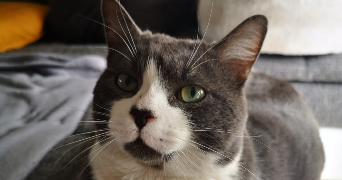 cynthia pet sitter à QUIERS 77720_3