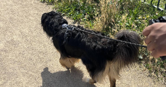 tessa pet sitter à VILLEURBANNE 69100_5