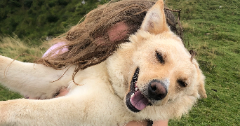 sarah pet sitter à POITIERS 86000_2