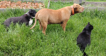 sandrine pet sitter à LAXOU 54520_1