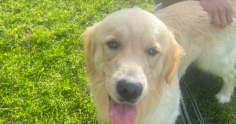 soline pet sitter à ST BRIEUC 22000_0