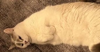 jean christophe pet sitter à BIARRITZ 64200_1