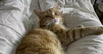 pierre pet sitter à PARIS 16 75016