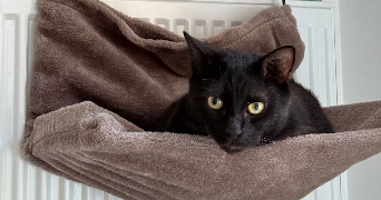 amélie pet sitter à REIMS 51100_2