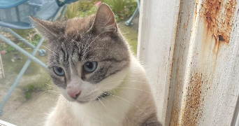 israe pet sitter à BOURGES 18000_3