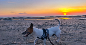 guillaume pet sitter à QUERENAING 59269_3