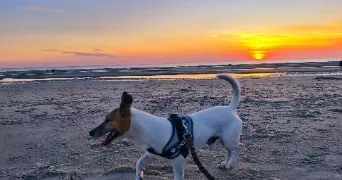 guillaume pet sitter à QUERENAING 59269