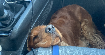 emma pet sitter à Marsannay-la-Côte 21160_9