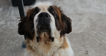 marie pet sitter à Chaingy 45380_8