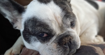 clara pet sitter à BEZIERS 34500_3