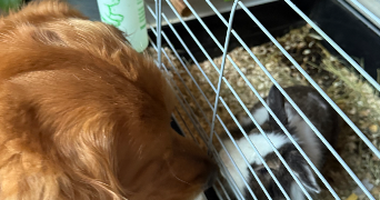 isabelle pet sitter à GOUSSONVILLE 78930_1