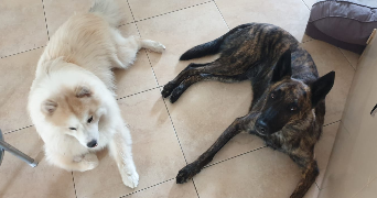 Chris dog sitter à Saint-Orens-de-Gameville 31650_9