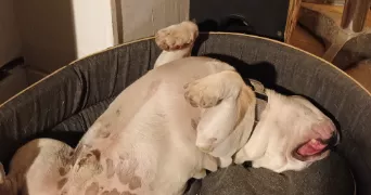 marion pet sitter à ALES 30100