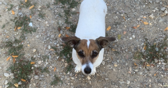 joanna pet sitter à ROUEN 76000_2