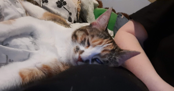 victorine pet sitter à VILLIERS SUR ORGE 91700_3