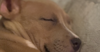 laetitia pet sitter à MORAINVILLIERS 78630_0