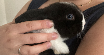 camille pet sitter à FENEU 49460_7
