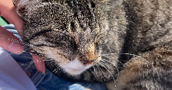 clémentine pet sitter à BREST 29200_1