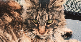 jean-luc pet sitter à ALFORTVILLE 94140_0